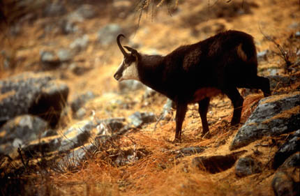 Chamois (rut)